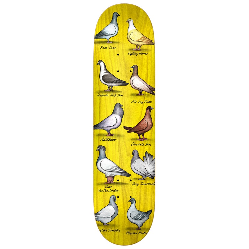 ANTIHERO DECK – DAAN SHOW PIGEONS (8.38″) 8.38″