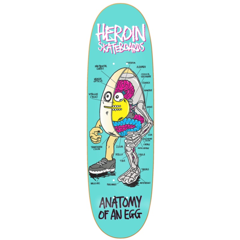 HEROIN ANATOMY OF BIG EGG (9.4″) 9.4″